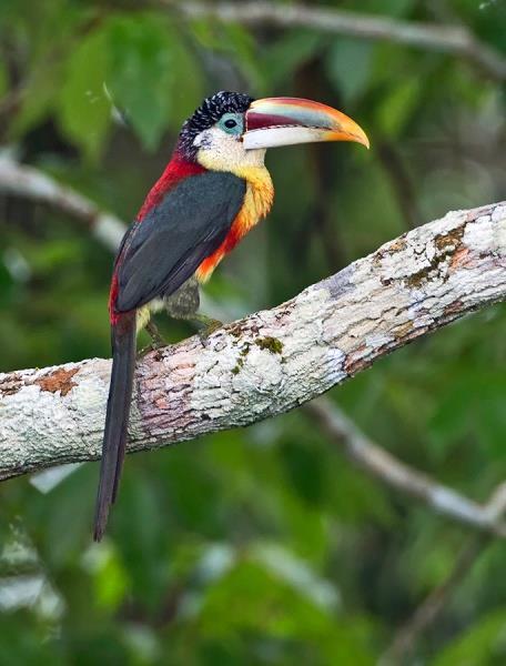 good chance of seeing canopy species like Red-necked, Lettered, and Curl-crested Aracaris, Gould s Toucanet, Black-girdled Barbet, Tooth-billed Wren, Pompadour and Spangled Cotingas, Ringed,