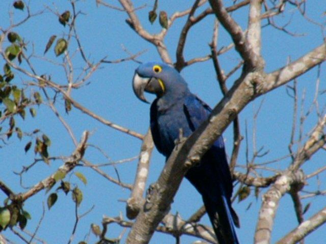 Cruising the river is a relaxing way to spend the hotter parts of the day, and is the best way to see such species as Razor-billed and Bare-faced Curassows, Amazonian Umbrellabird, several species of