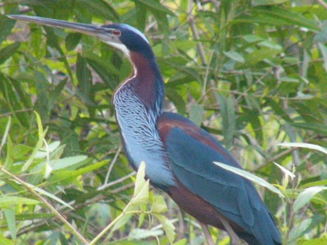 river are not only fun but also a very relaxing way to see Boat-billed Heron, Sungrebe, Blue-throated Piping- Guan, Black-collared Hawk, up to five species of kingfisher, Giant Otter, and more; if