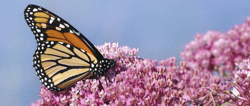 Monarch butterfly on milkweed INCREASING THE QUALITY AND QUANTITY OF HABITAT The goal of this conservation strategy is to create and sustain a connected patchwork of monarch butterfly habitat across