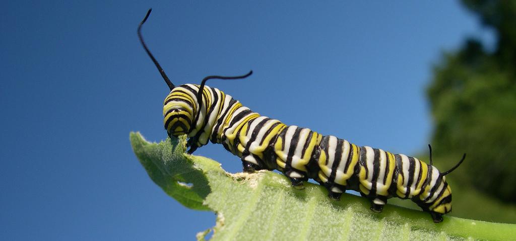 2017 Monarch Butterfly Conservation Fund Grants Monarch caterpillar Advancing Monarch Butterfly Conservation in Texas Cities Grantee: National Wildlife Federation MBCF Award:.