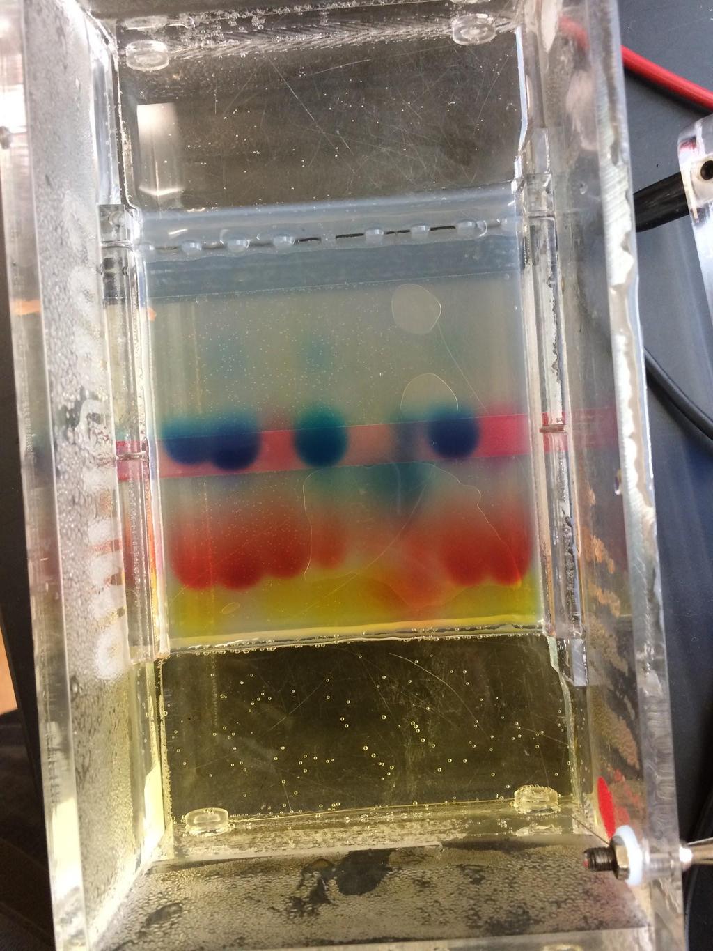 DNA Fingerprinting Sam Sophomore and Carleton Comet both match CS1 Nancy Normal matches CS2 (To get this we made an agarose gel, extracted DNA for each suspect and the