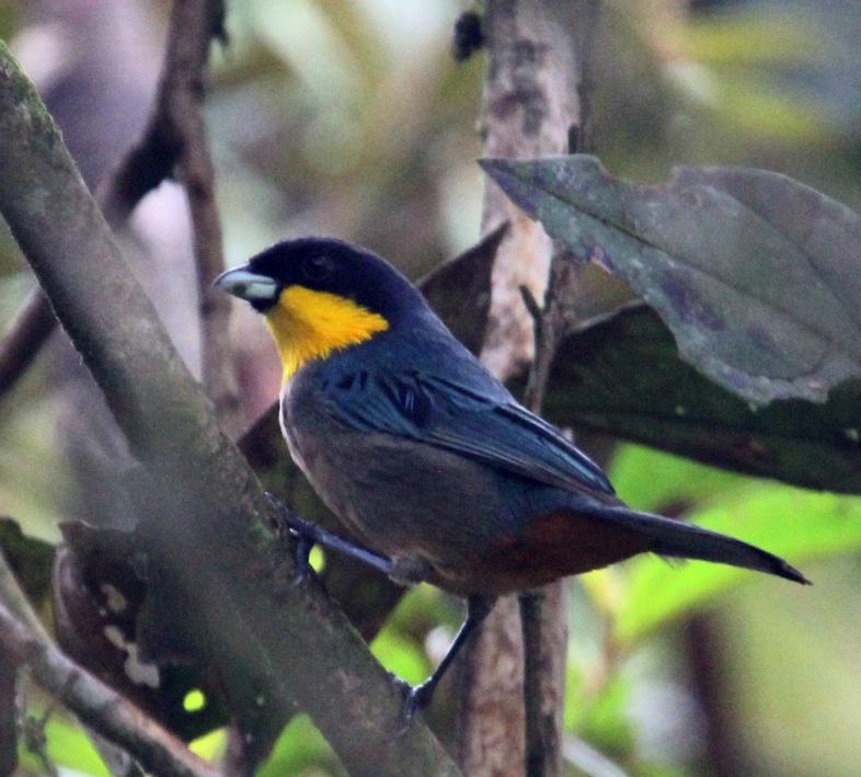 Yellow-throated Tanager is just one of the many colorful tanager species we might see. Photo by Richard Webster.