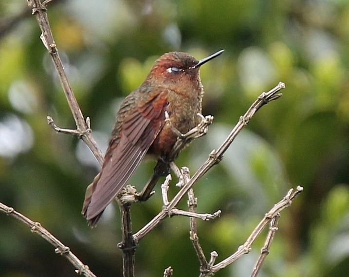 along with Sapphire-vented Puffleg, a fierce-looking Yungas Pygmy-Owl, Black-capped Tyrannulet, and White-chinned Thistletail. Finally we reached the 3600 m. (11800 ft.