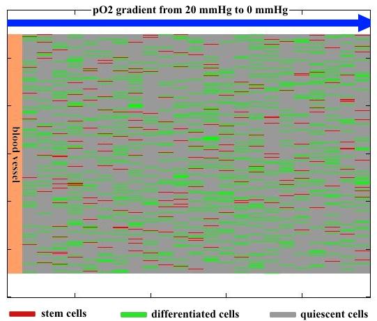 Stem cells Differentiated cells 1.E+04 Number of cells 1.E+03 1.E+02 1.E+01 1.E+00 0 5 10 15 20 25 30 35 40 45 Treatment time (days) Figura 2.