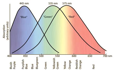 Opsin (protein component) Retinal (pigment) Response Curves for the three types of cones in the retina of the human eye. A. It will spread into a small range of colours. B.