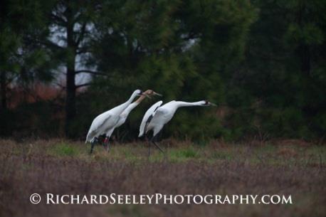 Understand Your Subject Anticipation Whooping cranes