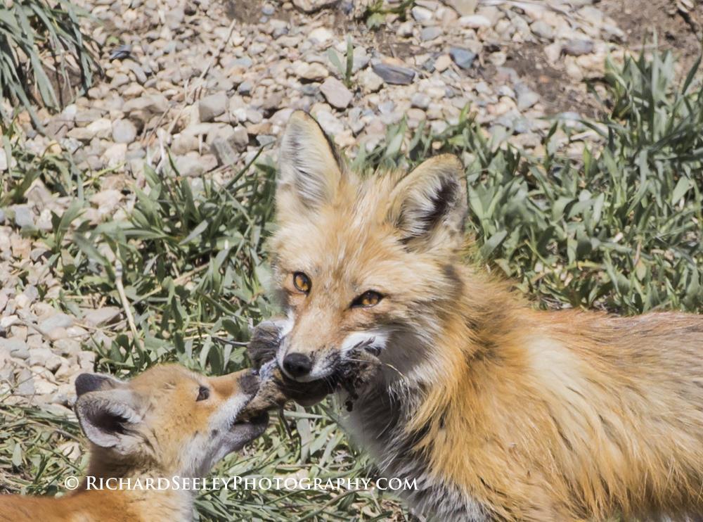 Understand Your Subject Study the behavior A red fox mother will