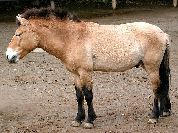 HORSE (TAKHI) Equus