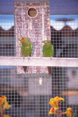 The keeping and breeding of the Chiriqui conure During the last few years, the Pyrrhura genus has become rather popular in captivity.