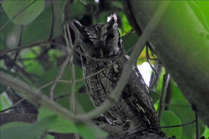 Tropical Screech Owl Next, we decided to go back to the trail at the beginning of the Canopy Adventure to try to find the White-tipped Sicklebill, a bird that had so far only been seen in flight with