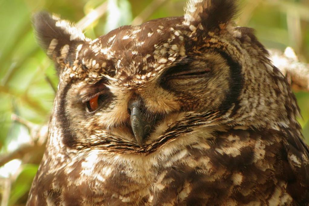 may be able to track down the resident pair of Spotted Eagle-Owls which often roost in these extensive gardens.
