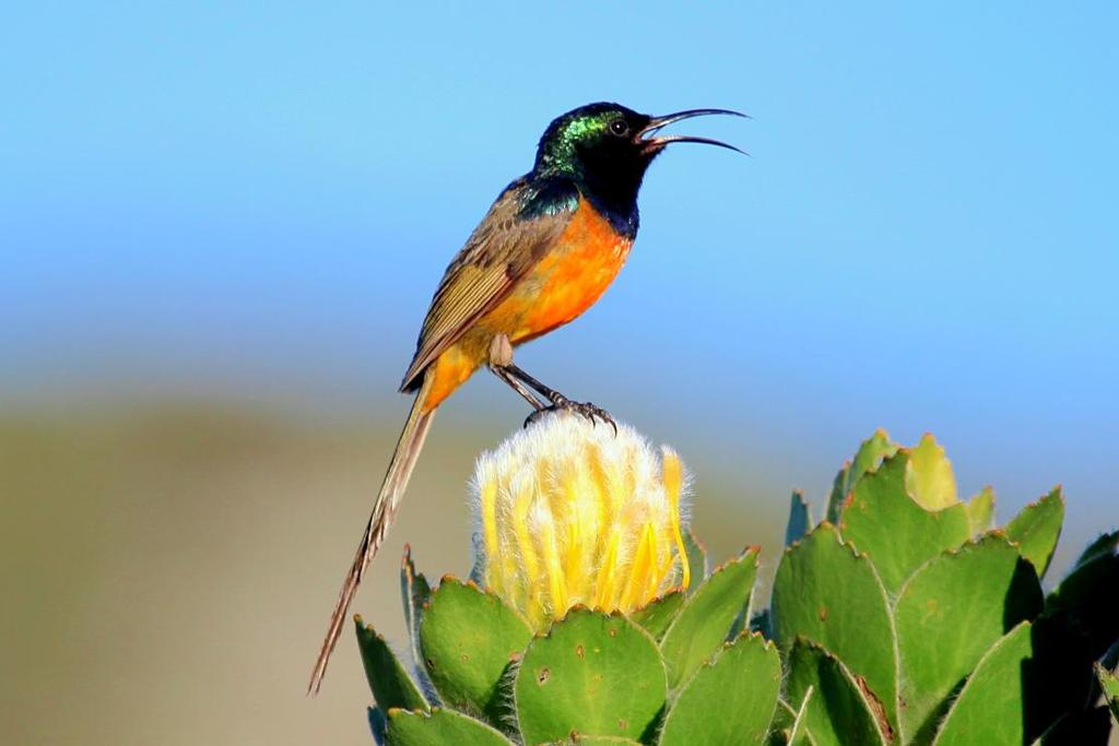 Orange-breasted Sunbird on protea - Kirstenbosch Botanical Gardens This itinerary will be split between the Cape area in the southwest (where we will spend six nights) and eastern South Africa (where