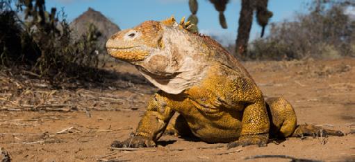 endemic cactus forest is passed, home the Santa Fe land iguanas (the largest in the islands).