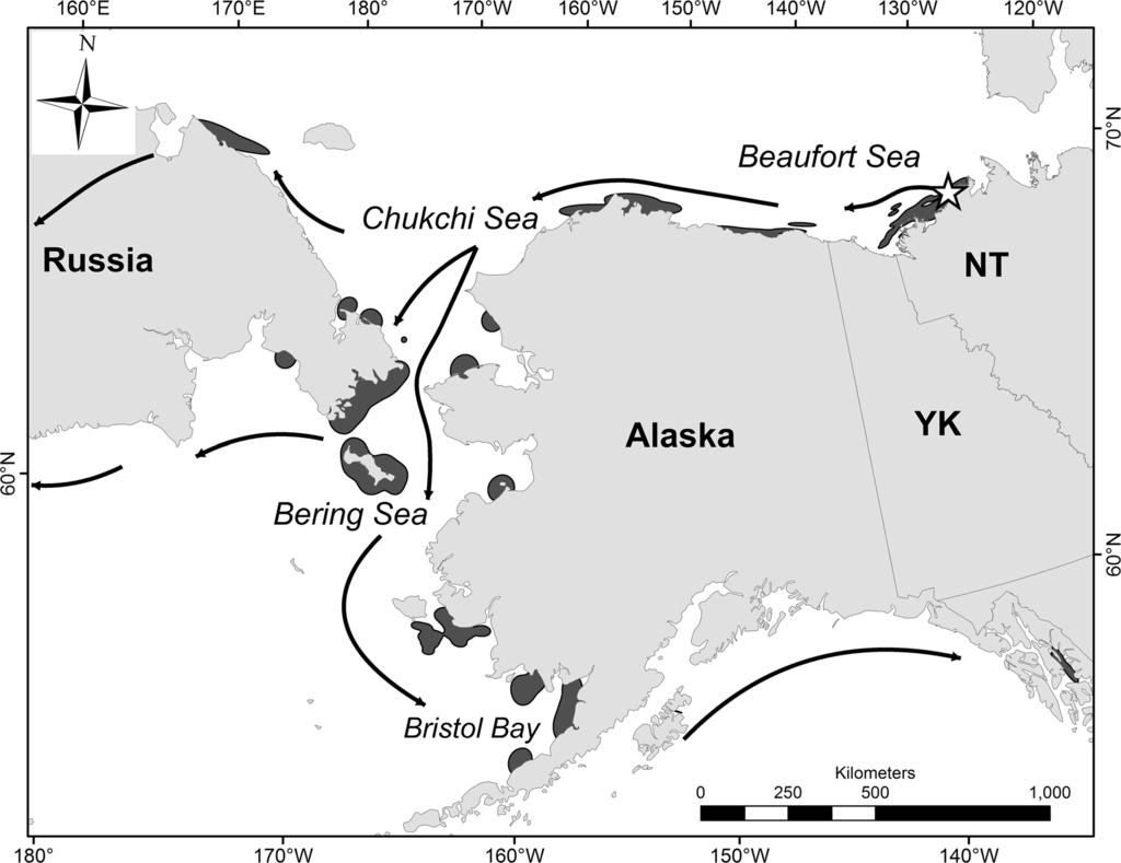 1090 Polar Biol (2017) 40:1085 1099 Fig. 2 Fall migration of long-tailed ducks (Clangula hyemalis; n = 57) that molted in McKinley Bay, Northwest Territories, Canada (represented by the star).