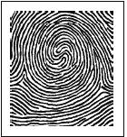 distinguishing features of fingerprints.