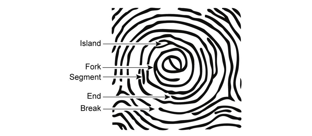 Forks (single ridges that split [bifurcate] into two ridges).
