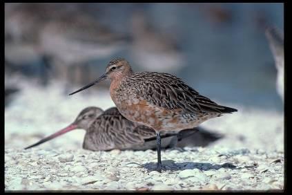 Significance of the Manukau for shorebirds About 250,000 waders occur in NZ Up to 60,000 of these occur in the Manukau Half are resident