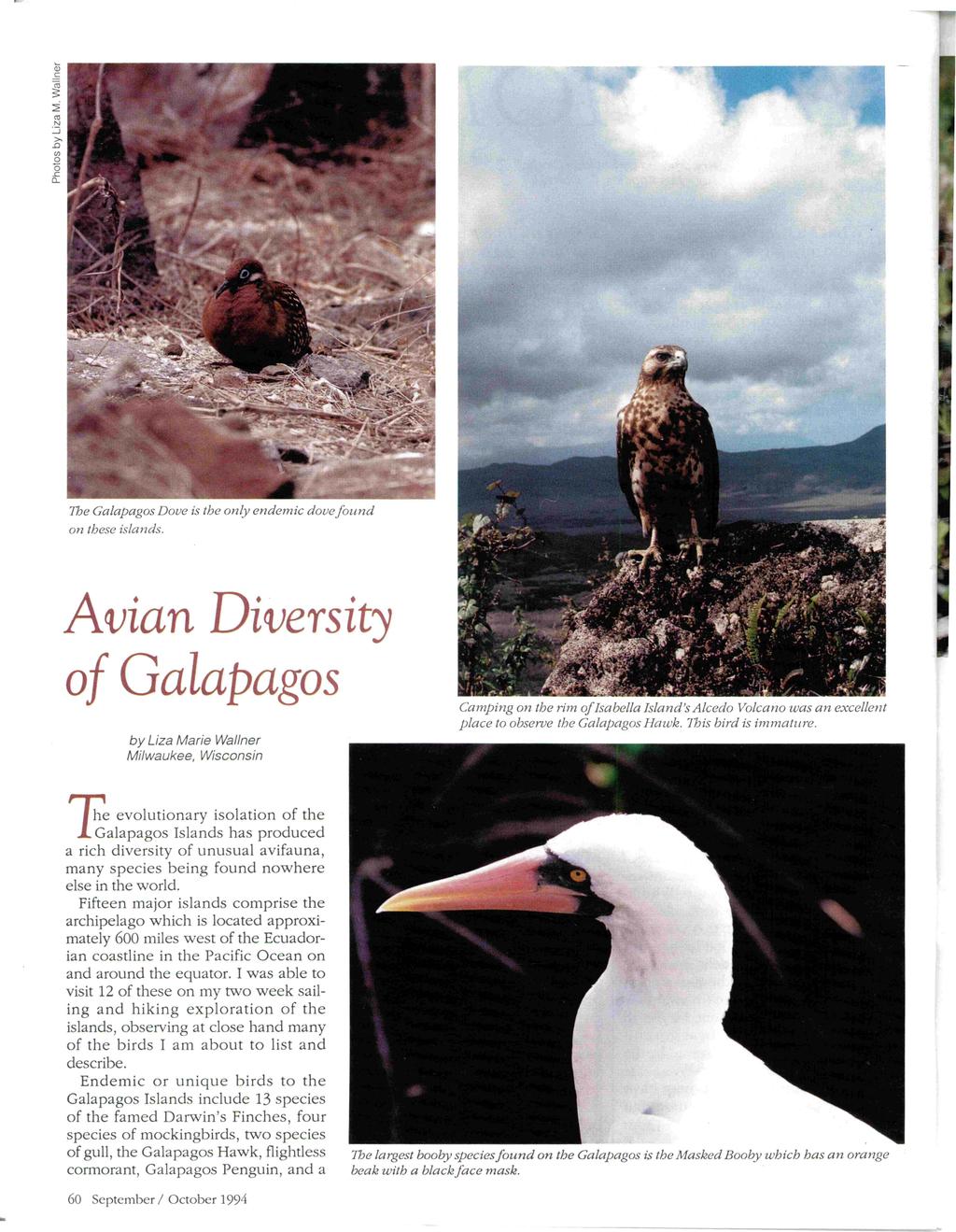 The Galapagos Dove is the only endemic dove found on these islands.