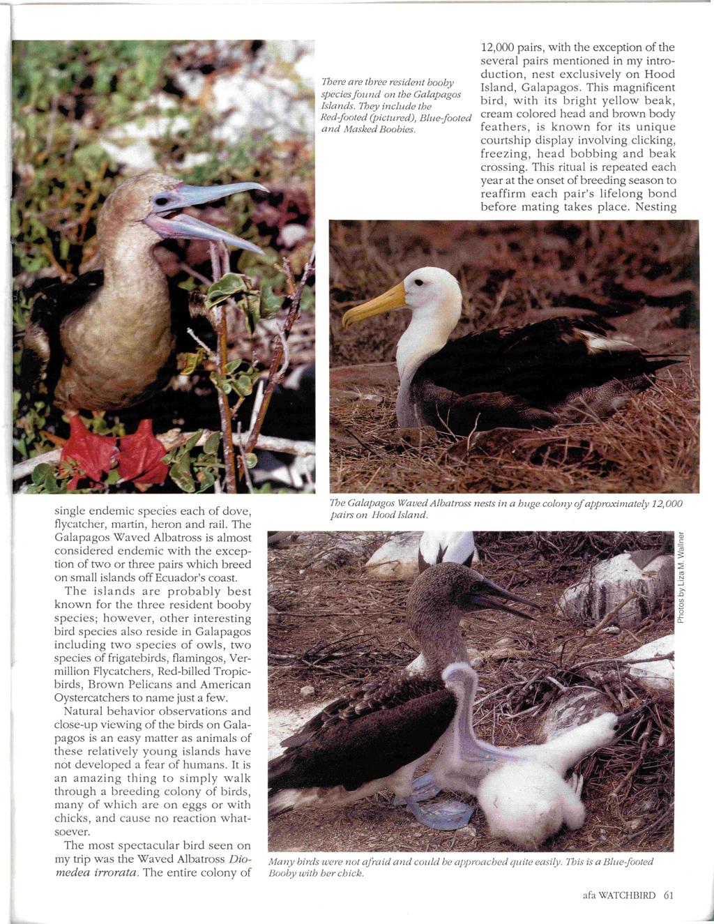 12,000 pairs, with the exception of the several pairs mentioned in my introduction, nest exclusively on Hood There are three resident booby Island, Galapagos.