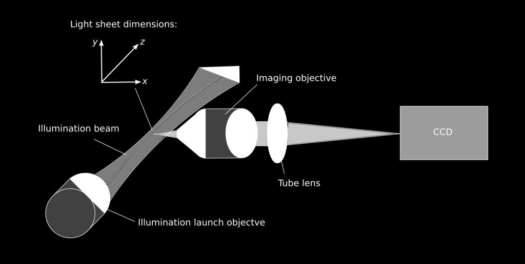 The illumination beam shape can be parameterised according to its dimensions within the focal volume of the illumination objective lens: The sheet height is measured along y, the axis mutually