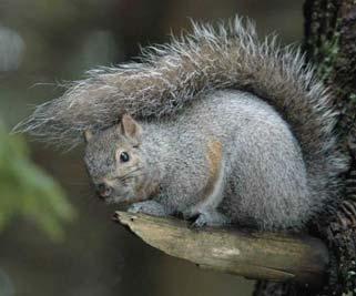 Q. What is an alien species? Frequently Asked Questions: Eastern Grey Squirrels A.