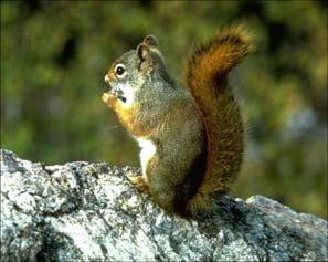 How can you tell the difference between the Eastern Grey Squirrel and the Native Red Squirrel? A.