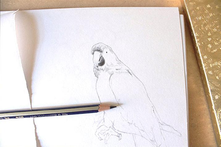 Drawing a Parrot STEP 1: After you have achieved your base sketch for the parrot you can start shading some shadows.