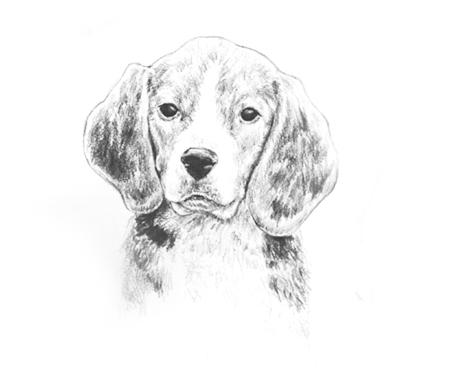HOW TO DRAW A DOG For our first tutorial, we will be drawing man s best friend. Yes, dogs!