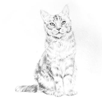 HOW TO DRAW A CAT Cats, along with dogs, are probably the most popular animals, since they make wonderful companions.