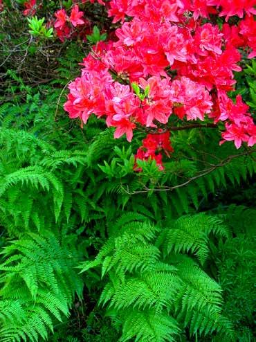 If this were a monochrome image you might find it difficult to distinguish between the flowers and the ferns, yet the complementary colours provide fantastic colour contrast with all of the impact