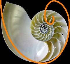 Figure 10.1: Image of a nautilus shell from http://tolweb.org/tree?group=cephalopoda Figure 10.2: The Golden Spiral superimposed on the image of the nautilus shell.