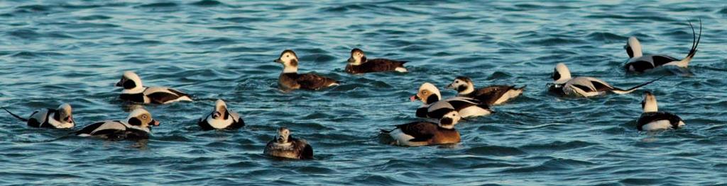 Distribution of diving ducks (long-tailed duck, common eider, scoters) north of