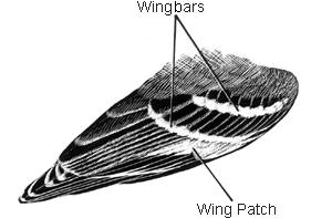 Using Field Marks to Identify Birds In order to describe a bird, ornithologists divide its body into topographical regions: beak (or bill), head, back, wings, tail, and legs.