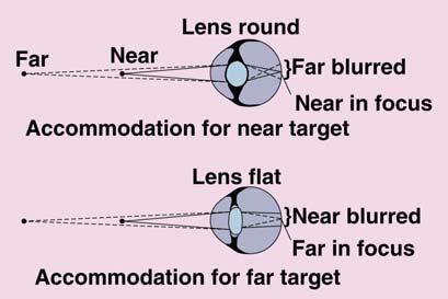 Accomodation The Retina The retina, a network of neurons covering the back surface of the eye, is composed of three layers: The first layer, nearest the lens, consists of the ganglion cells, whose