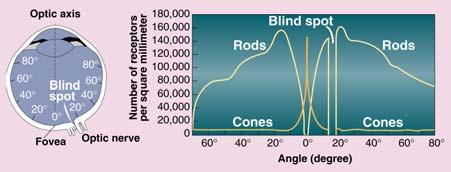 How We See: Rods and Cones There are two separate systems for vision. The first uses the rods, which are color insensitive and able to function in dim light.
