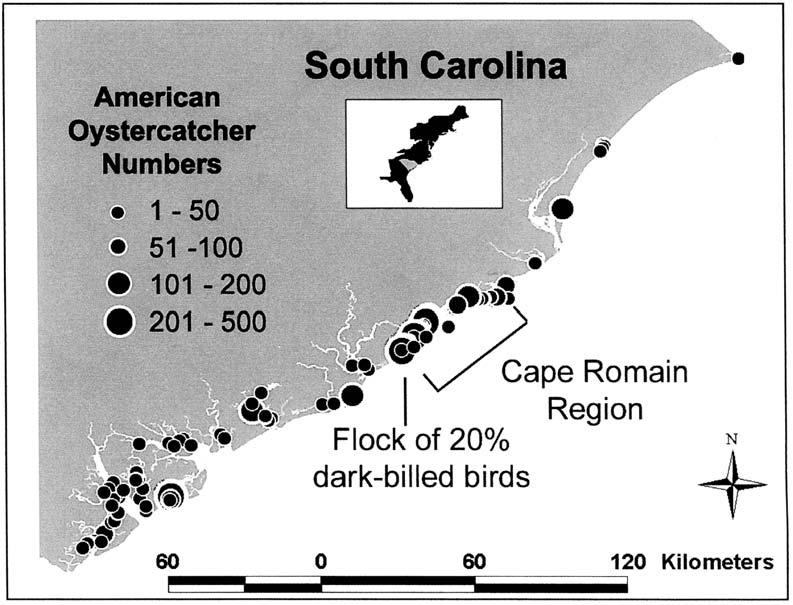 AMERICAN OYSTERCATCHER ABUNDANCE 85 Figure 1. Distribution and abundance of American Oystercatchers in December 2002 on the coast of South Carolina.