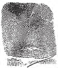 fingerprint pattern along with as many