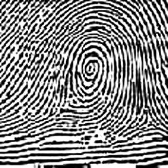 Label each fingerprint below.