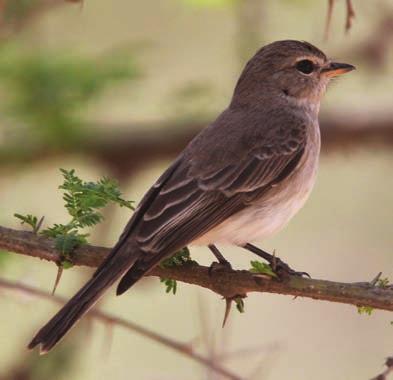 Werner Müller as microhabitat, but used more open habitats than the other species. They also found aggressive interaction between the two flycatcher species.