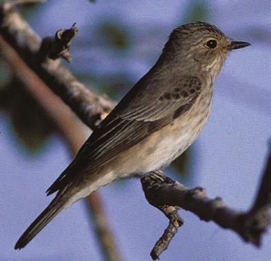 In Yemen the Spotted Flycatcher is a common passage migrant and in October 1996 we saw many of them though none in May 2009.