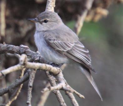 are less distinctive and more washed-out than in Spotted Flycatcher (Plates 10 & 11).