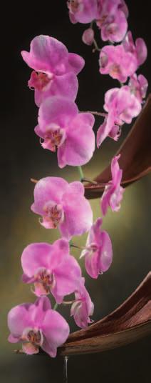 Orchid towards
