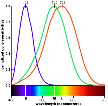 amounts of red, green, and blue light. Human perception on colours is dependent on the interaction of all receptor cells with the light, and this combination results in nearly tri-chromic stimulation.