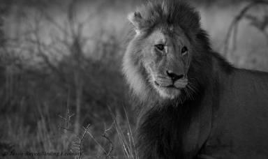 We started the morning as usual with a morning drive in search of the only species of Big 5 we had not yet encountered; African lion.