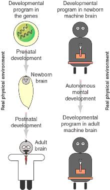 the developmental program of the monkey brain dynamically selects sensory input, (e.g., three fingers instead of one, as normal), according to the actual sensory signal that is received, and this selection process is active throughout adulthood (3).