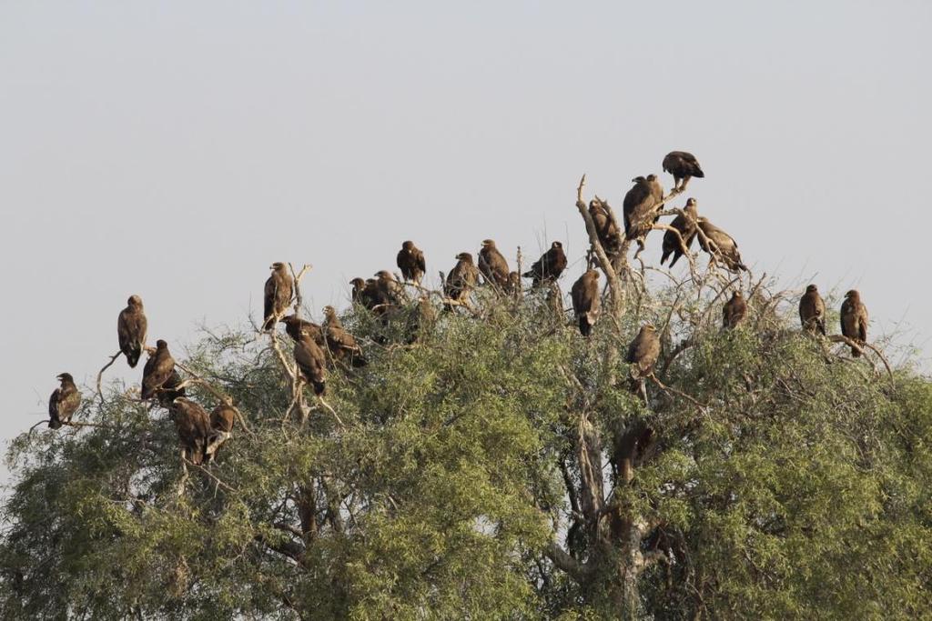 Figure 1(a): A group of Steppe Eagles (Aquila nipalensis)