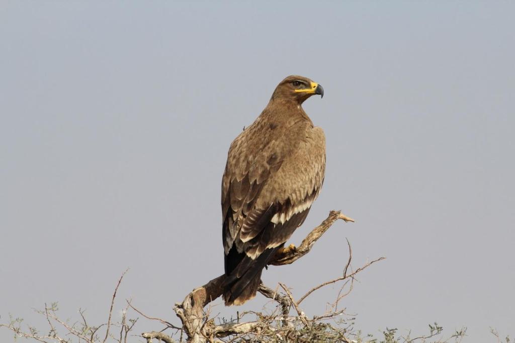 adult Steppe Eagles (Aquila nipalensis) at Jorbeer,
