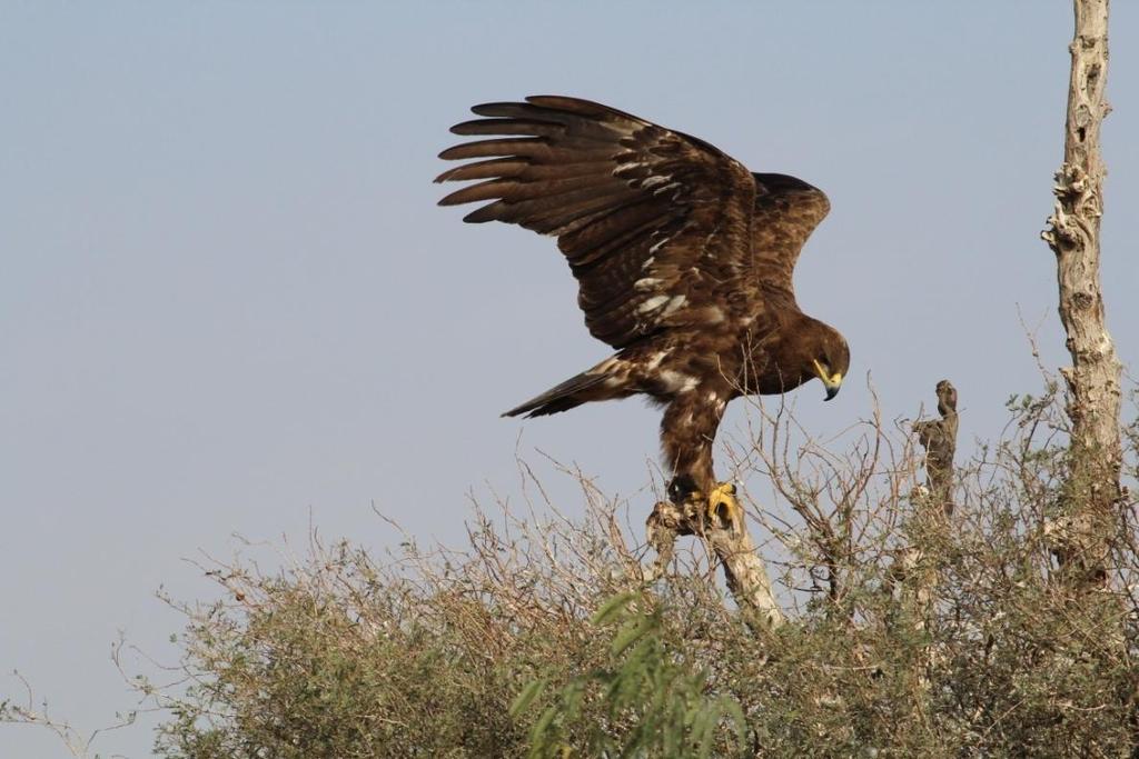 Figure 2(a): A adult Steppe Eagles (Aquila nipalensis) in flight Jorbeer, Bikaner Figure 2(b): A adult Steppe Eagles (Aquila nipalensis) feeding on carcass at Jorbeer, Bikaner The
