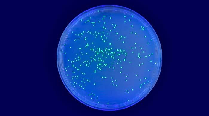 Screening for fluorescence on agar is advantageous because it is cost-effective and very high throughput (>6,000 colonies on an SBS plate).